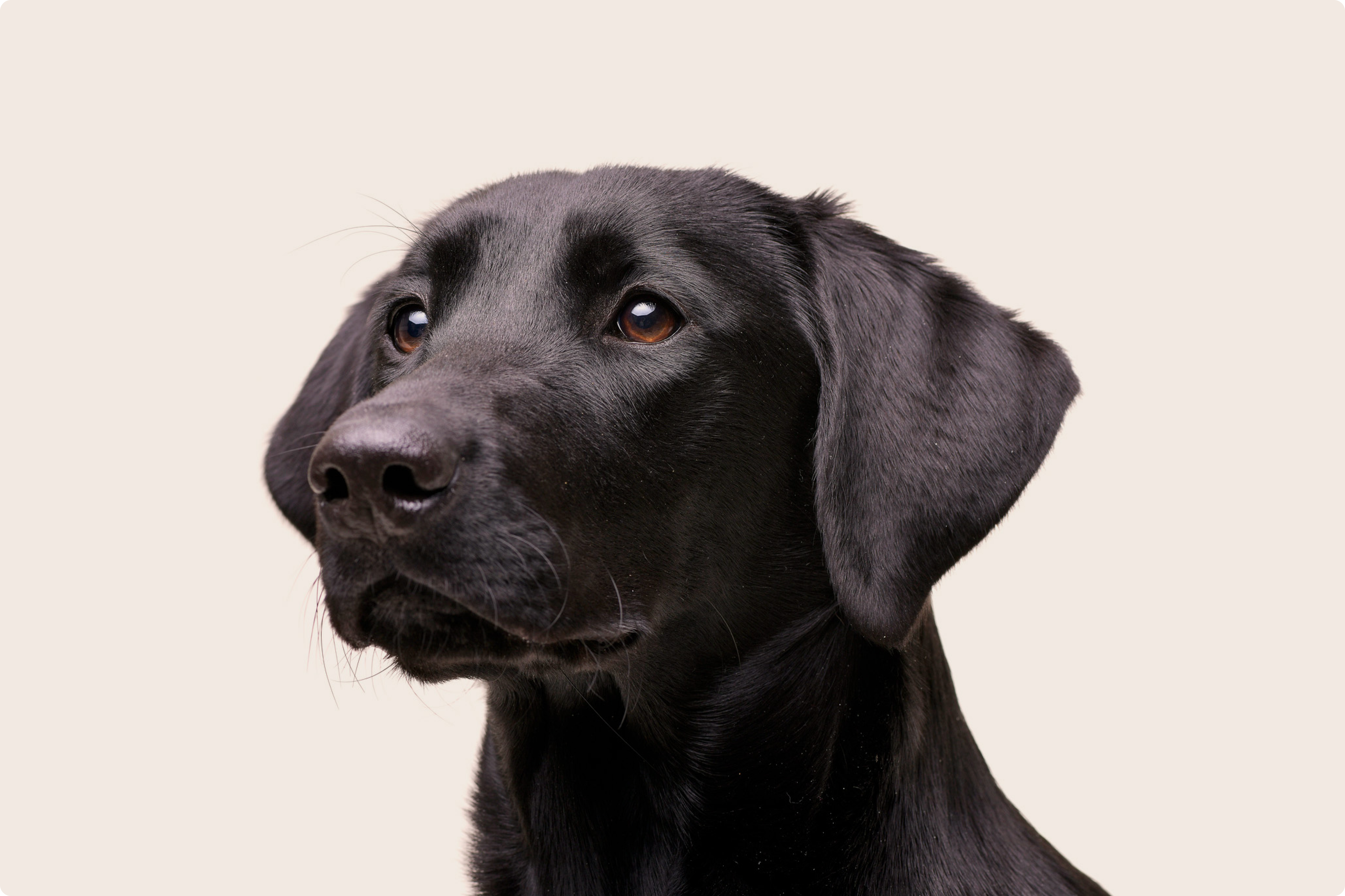 Valley Veterinary Hospital logo